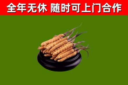 宜君回收散虫草