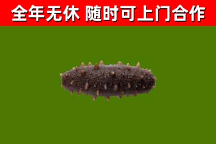 宜君回收海参干